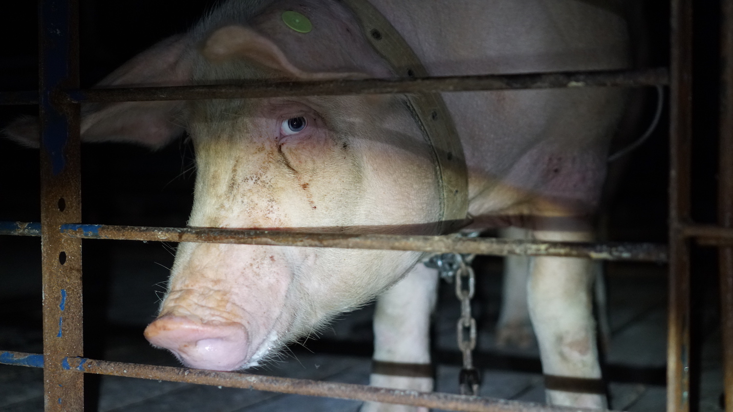 Exposing Smithfield Foods